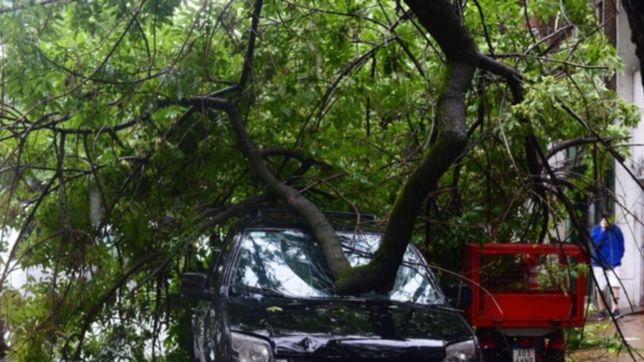 el drama de los arboles y las consecuencias del temporal en la plata