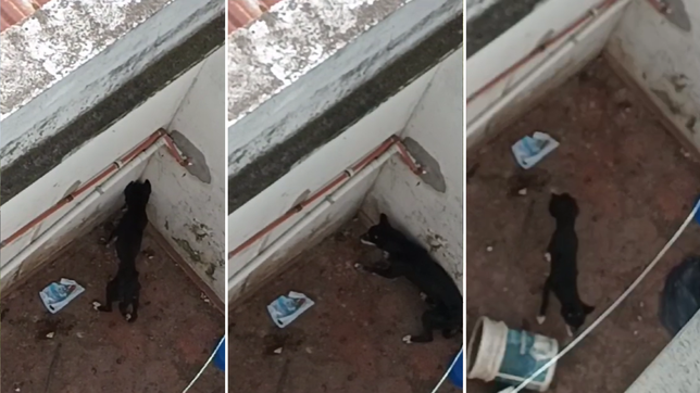 denuncian a un vecino de la plata por maltratar a su perro: nunca vi uno tan flaco