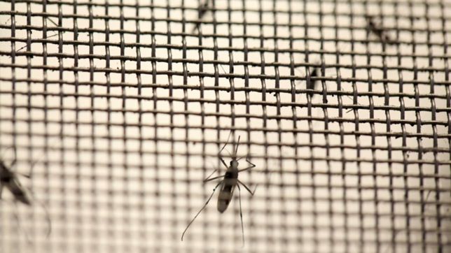 advierten que las proximas semanas pueden ser de mayor cantidad de mosquitos del dengue