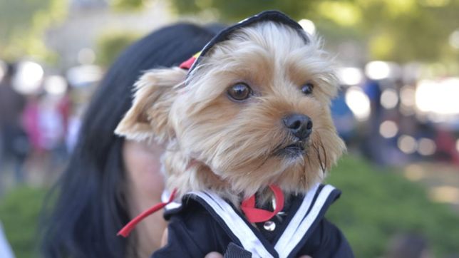 con tres cambios de ropa, asi fue el desfile de los perros yorkshire en plaza moreno