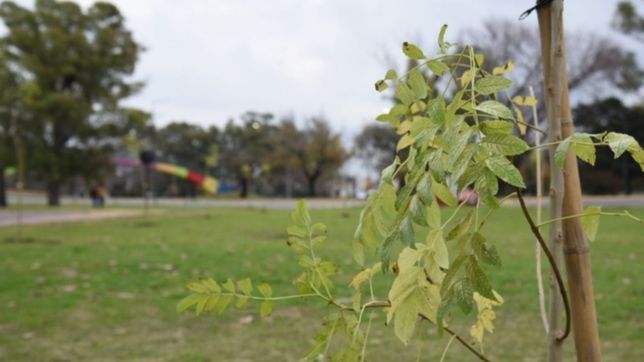 en el dia mundial del medioambiente, forestaron el pano verde de una avenida platense