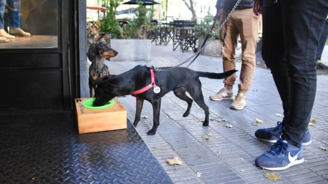 colocan bebederos para perros y gatos en veredas del centro de la plata