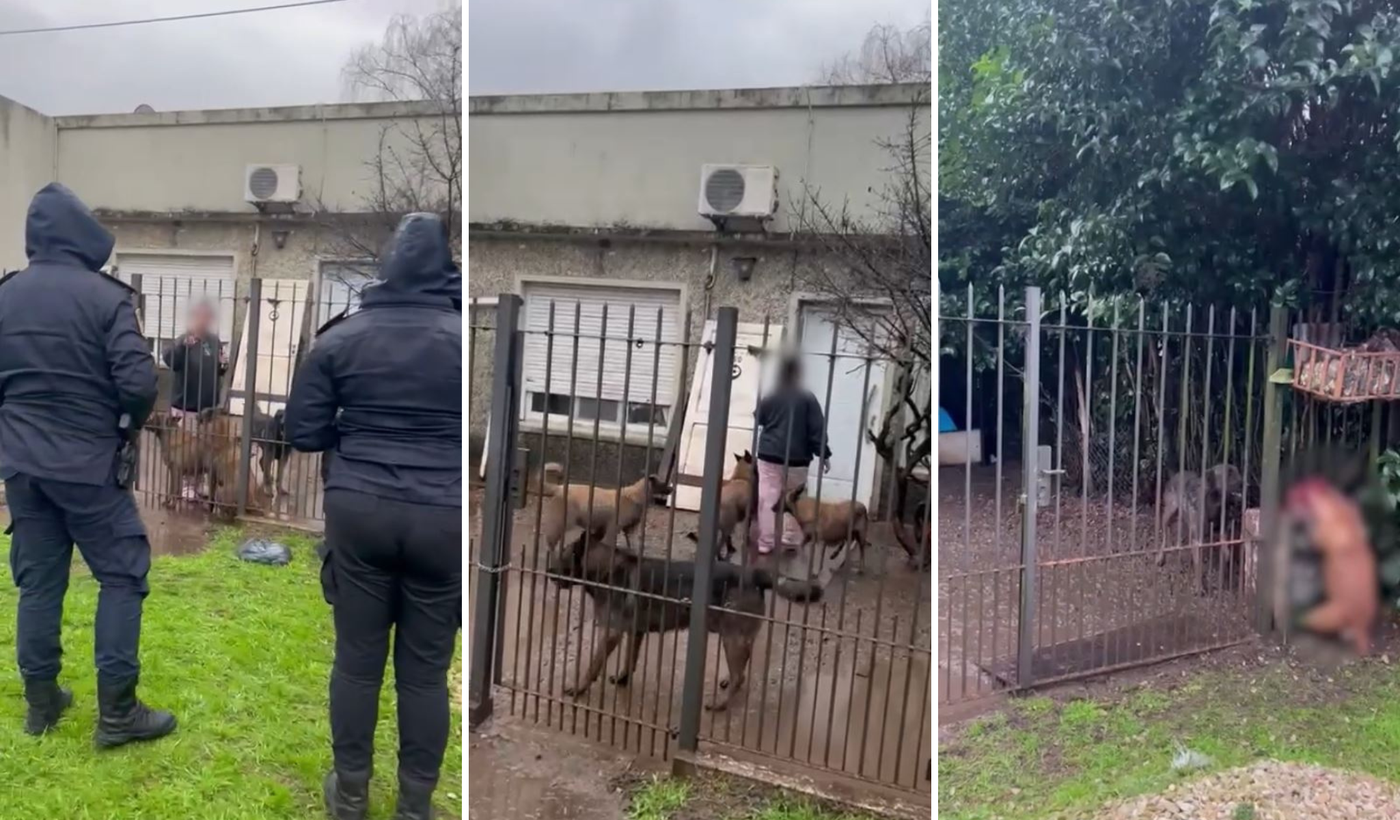 Perros atacan y matan a perra callejera City Bell.png