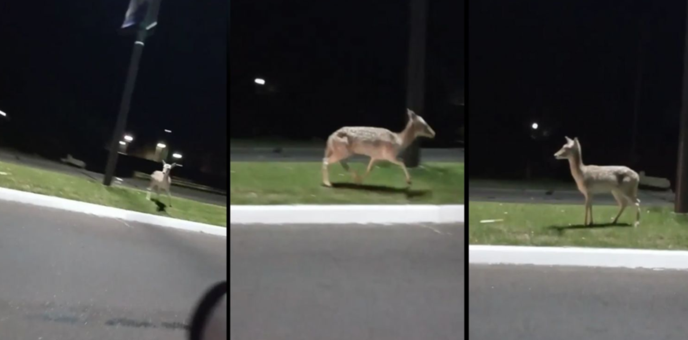 1653911271612.jpg?x=10&y=59&width=1480&height=740&rotate=0&scaleX=1&scaleY=1&ow=1500&oh=998&&cw=1920&ch=950