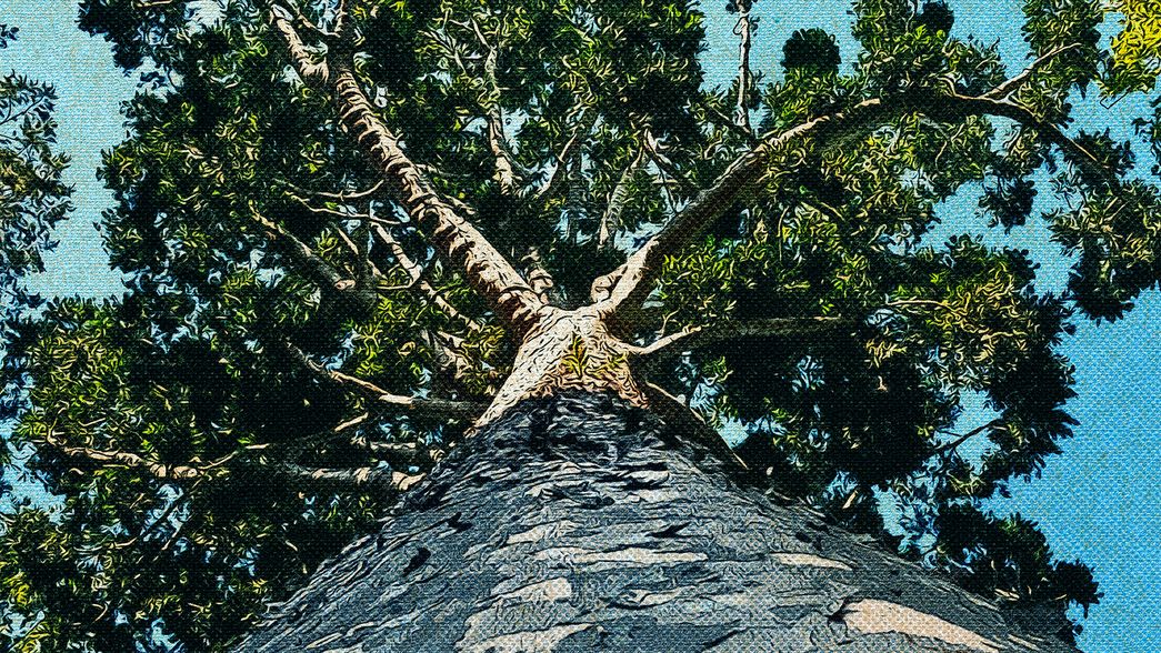El hallazgo de un desconocido árbol de cristal a 32 km de La Plata