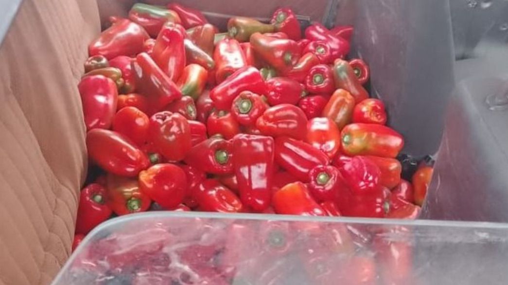 Interceptan un auto sin permiso para circular con un cargamento de morrones robados