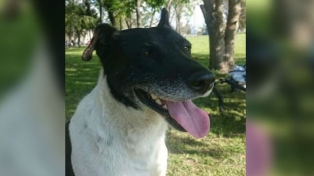 una familia platense busca a colita, un perro ciego y con alzheimer que huyo de su hogar