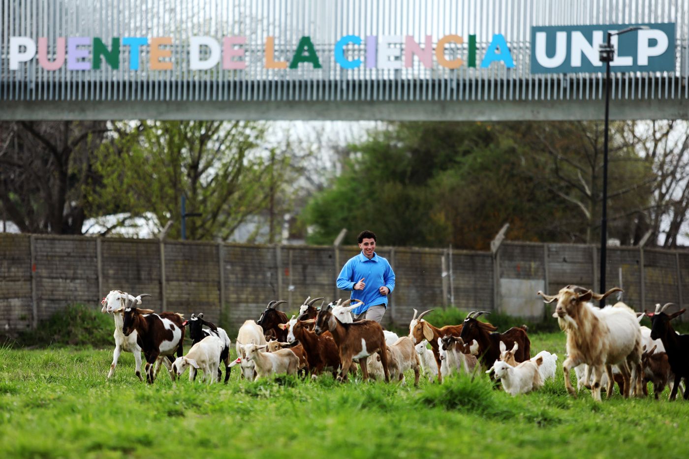 Investigadores de la UNLP impulsan nuevas estrategias nutritivas para fortalecer la producción caprina y ovina