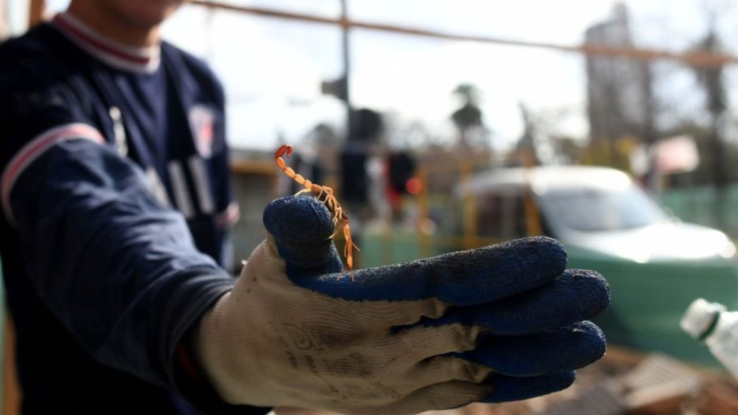 Hallan una familia de alacranes debajo de las baldosas en pleno centro de La Plata