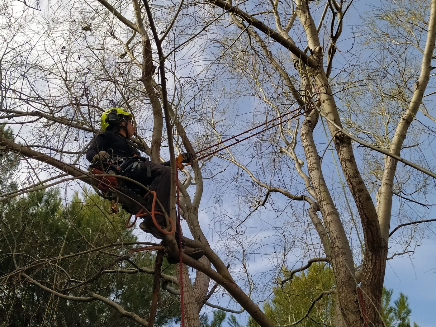 El proyecto busca frenar la poda de árboles indiscriminada en La Plata