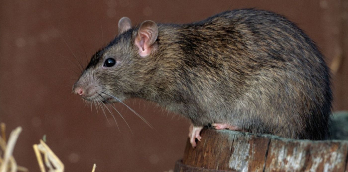 1547561792526.jpg?oh=843&x=4&width=1481&height=741&scaleY=1&y=0&rotate=0&scaleX=1&ow=1500&&cw=1920&ch=950