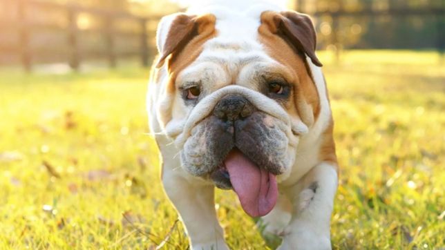 dia nacional del perro: por que se festeja el 2 de junio en la argentina