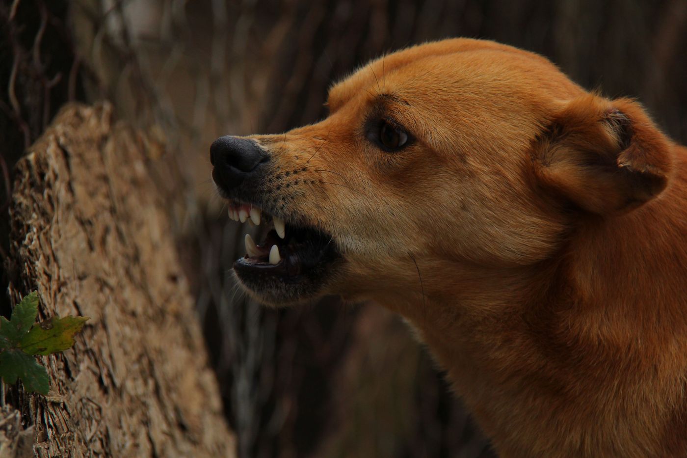 Perro enojado