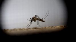 cientificas detectaron supermosquitos de dengue resistentes a insecticidas en la plata cientificas detectaron supermosquitos de dengue resistentes a insecticidas en la plata