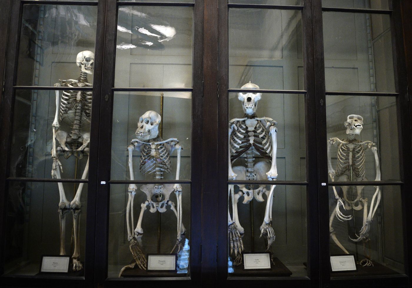 El Museo de La Plata tiene m&aacute;s de 3 millones de piezas y recibe alrededor de 500 mil visitantes al a&ntilde;o.