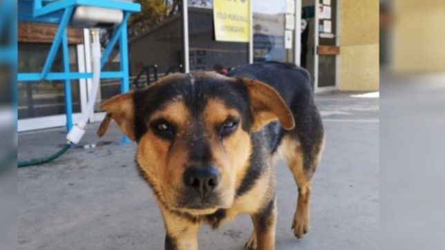 la emotiva historia de un perro que espera en el hospital a su dueno fallecido por covid