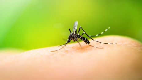 Murió una mujer por dengue en la provincia de Buenos Aires