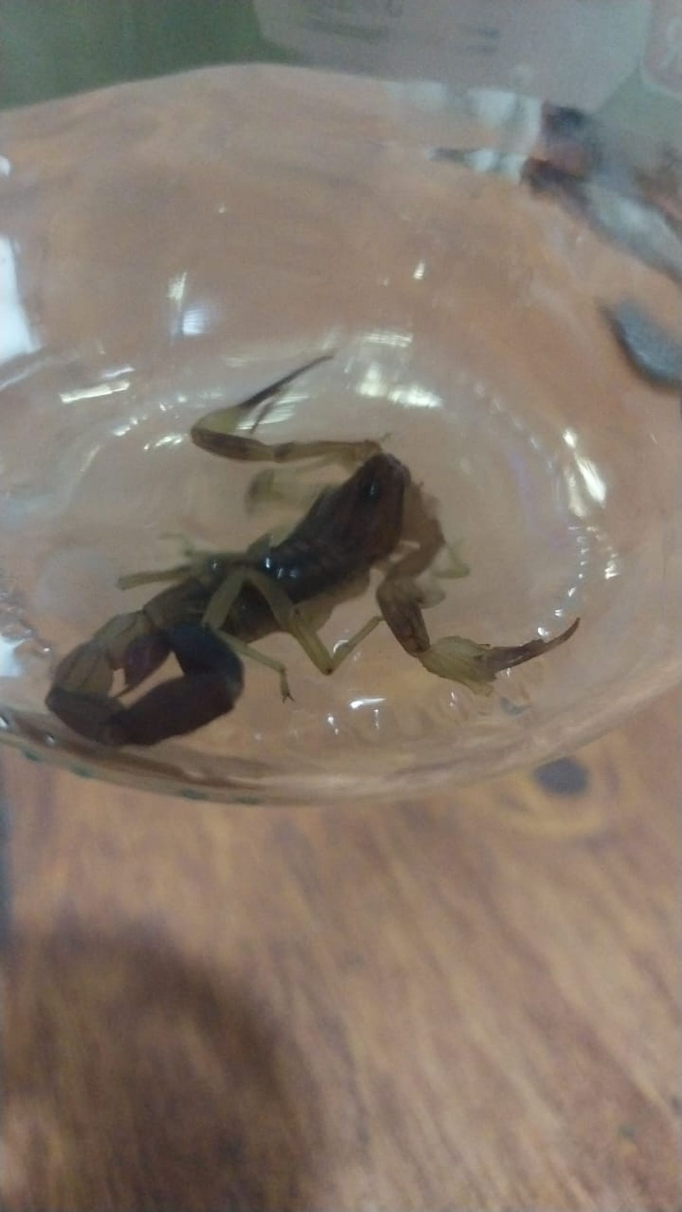 La vecina de Los Hornos metió el alacrán dentro de un frasco.