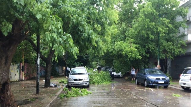 arboles, ramas y postes: la imagen repetida en las calles de la plata tras la tormenta