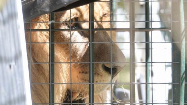 video: asi se fueron melena y mansa, leones del zoologico de la plata