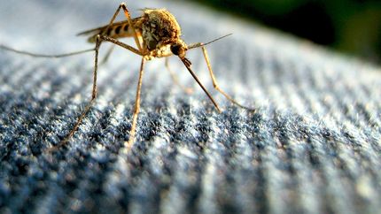 Advierten que ya circulan dos variantes de dengue en Argentina