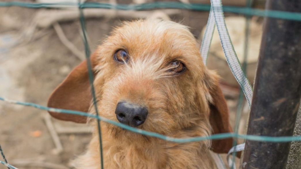 Hallaron a un perro que murió de hambre y clausuraron un nuevo criadero
