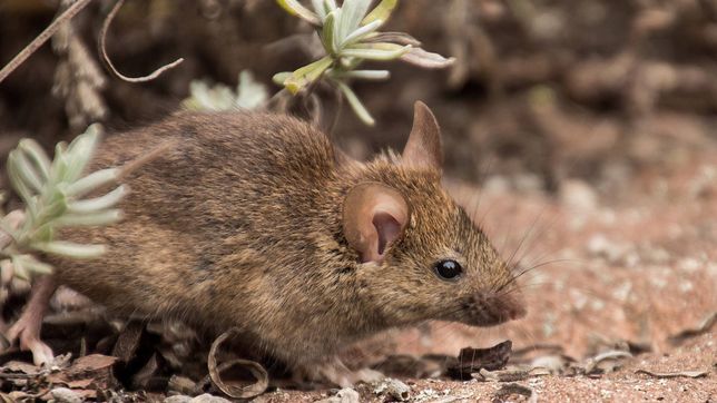 hubo otra muerte por hantavirus y refuerzan las medidas de prevencion