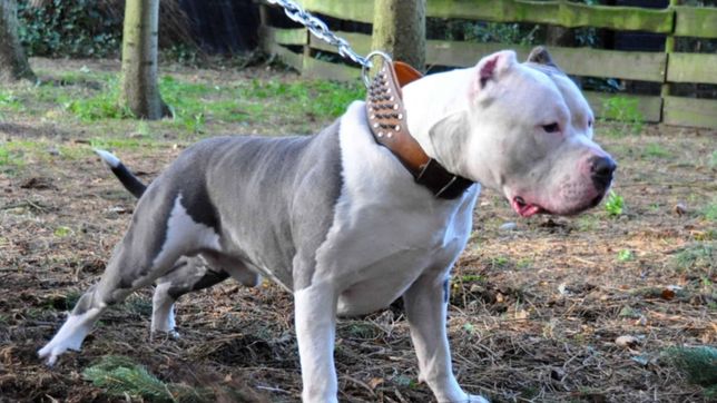 una mujer de 87 anos murio al intentar salvar a su caniche del feroz ataque de un pitbull