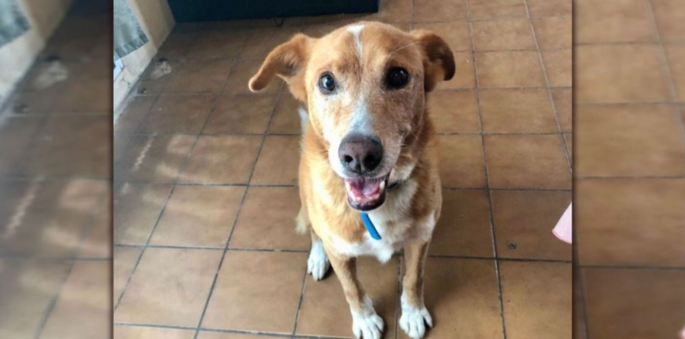 Homero perro perdido