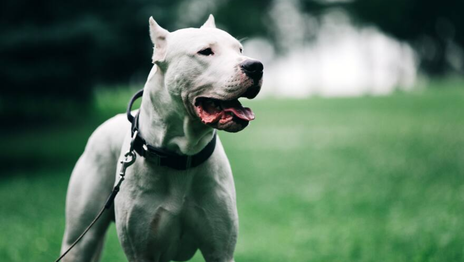 Un nene de 9 años fue mordido por un dogo argentino en La Plata y detuvieron al dueño Un nene de 9 años fue mordido por un dogo argentino en La Plata y detuvieron al dueño