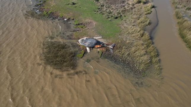 asi se ve desde el aire la ballena que encontraron muerta en las costas del rio de la plata