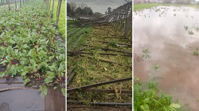 invernaculos destrozados y plantaciones inundadas en la zona de quintas de la plata