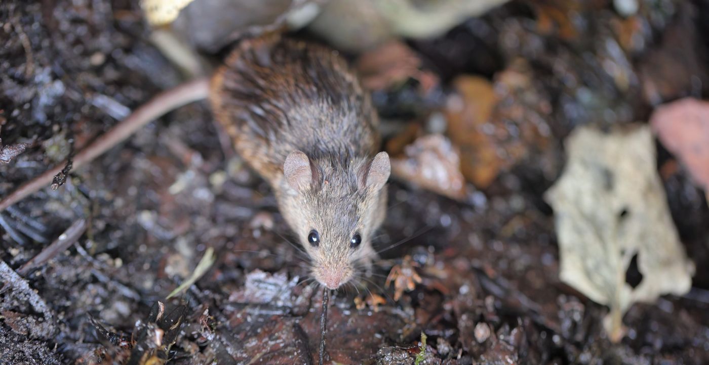 Rata hantavirus
