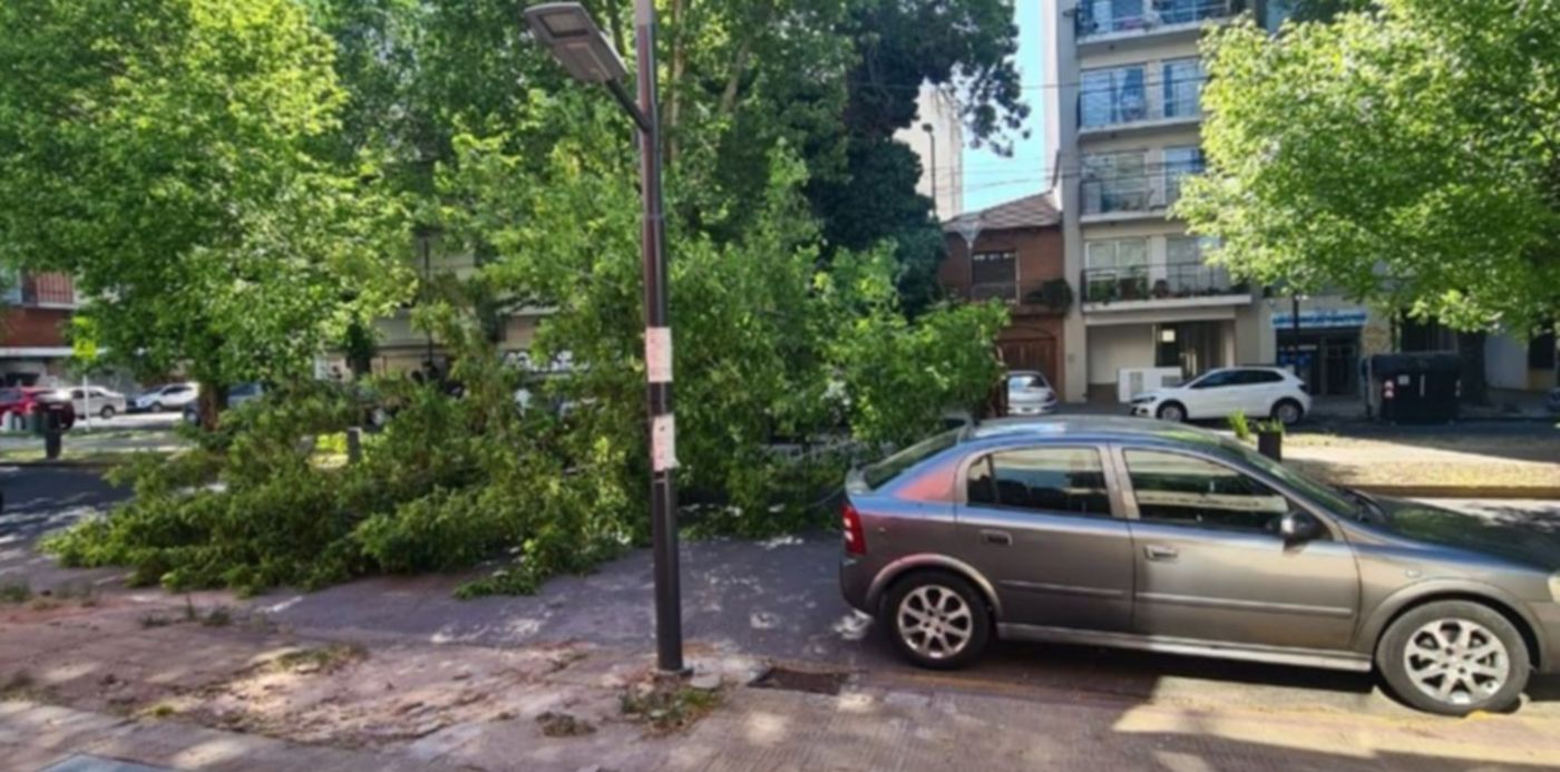 árbol caído en 60 entre 4 y 5