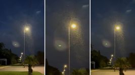 el impactante video de la tercera invasion de mosquitos que llego a la plata el impactante video de la tercera invasion de mosquitos que llego a la plata