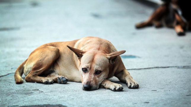 denuncian un grave caso de zoofilia en un barrio de la region
