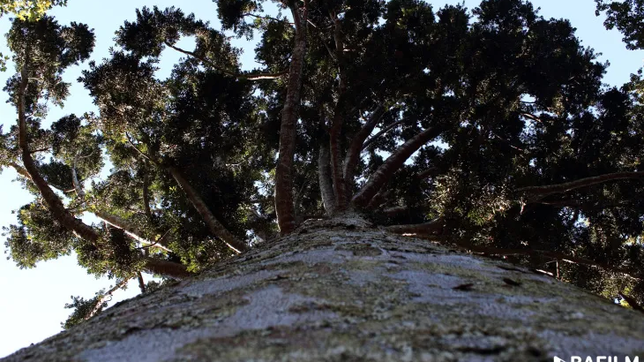¿donde esta el nuevo arbol de cristal descubierto a pocos kilometros de la plata?