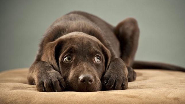 los mejores consejos para proteger de la pirotecnia a las mascotas en las fiestas