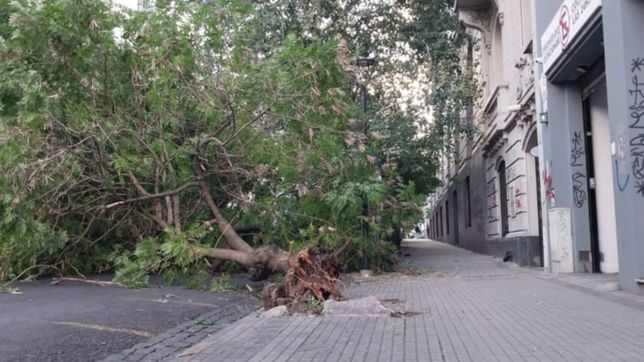 susto y milagro en pleno centro de la plata: un arbol entero cayo en medio de la calle