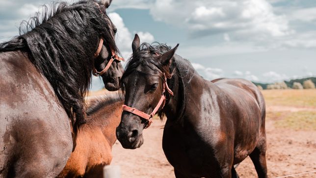 todas las acciones del senasa para prevenir el virus equino