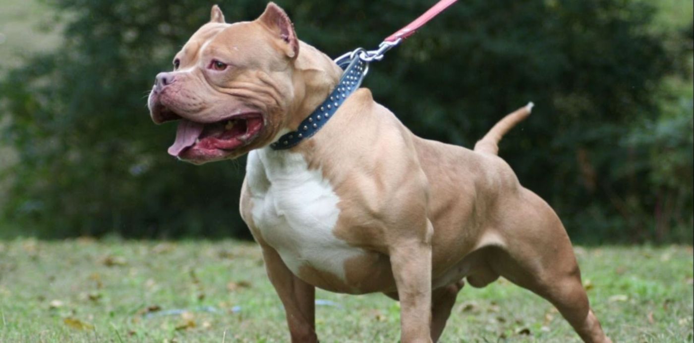 1565197114143.jpg?scaleX=1&ow=1500&x=0&y=8&width=1500&height=750&rotate=0&scaleY=1&oh=843&&cw=1920&ch=950