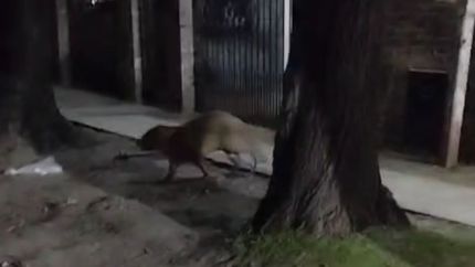 Sorpresa en City Bell por la aparición de un carpincho suelto y lastimado