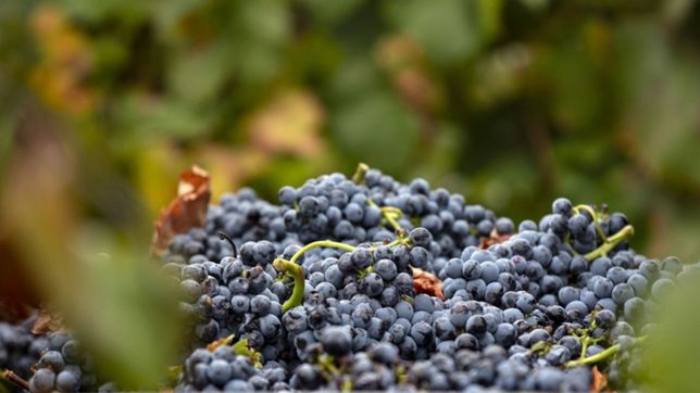 ¡chin chin!: arranco en berisso la xvi fiesta del vino de la costa