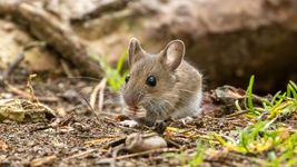 se sumo otro fallecido por hantavirus en la provincia y se profundiza la situacion de brote se sumo otro fallecido por hantavirus en la provincia y se profundiza la situacion de brote