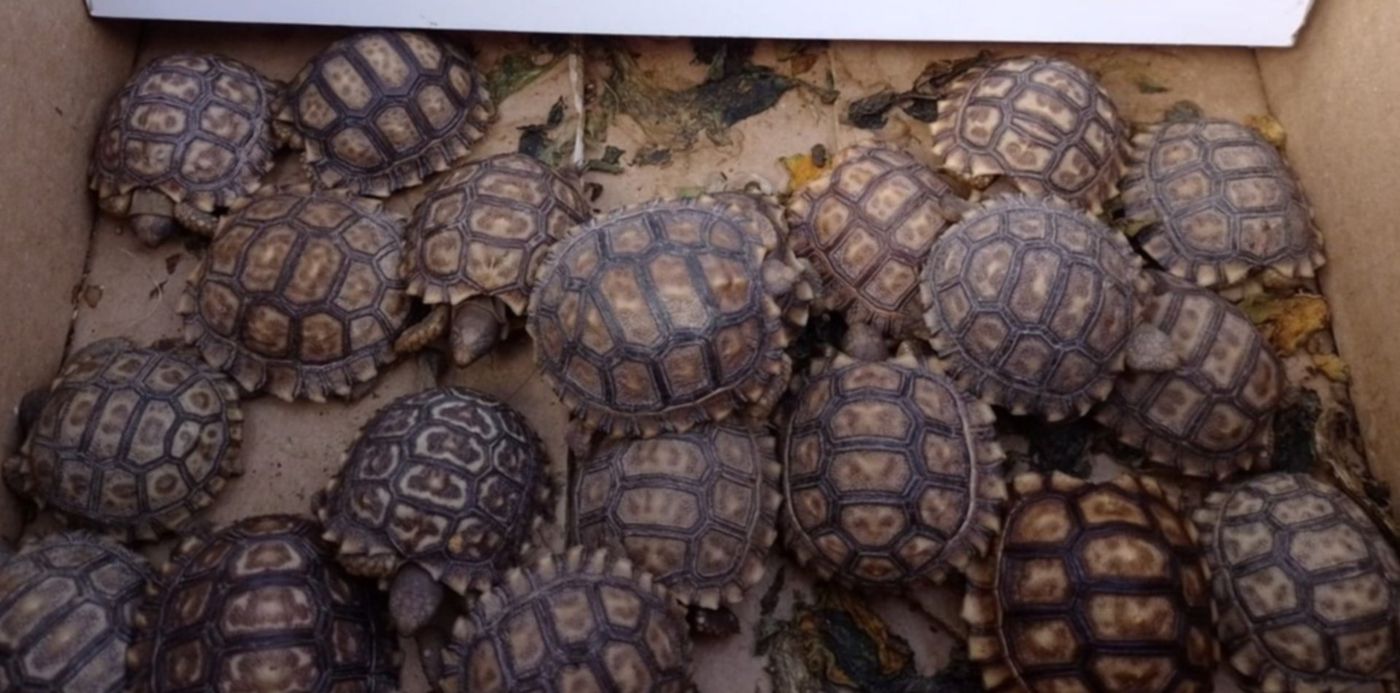 1652304421453.jpeg?x=16&y=314&width=1254&height=627&rotate=0&scaleX=1&scaleY=1&ow=1280&oh=960&&cw=1920&ch=950