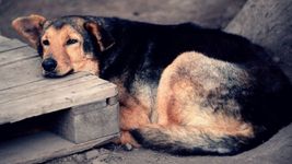 violencia animal: mataron a tiros a un perro en gonnet y ahorcaron a un gato en ensenada violencia animal: mataron a tiros a un perro en gonnet y ahorcaron a un gato en ensenada