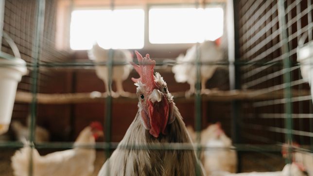 ¿cuales son los sintomas de la gripe aviar y que medidas se pueden tomar para evitar los contagios?