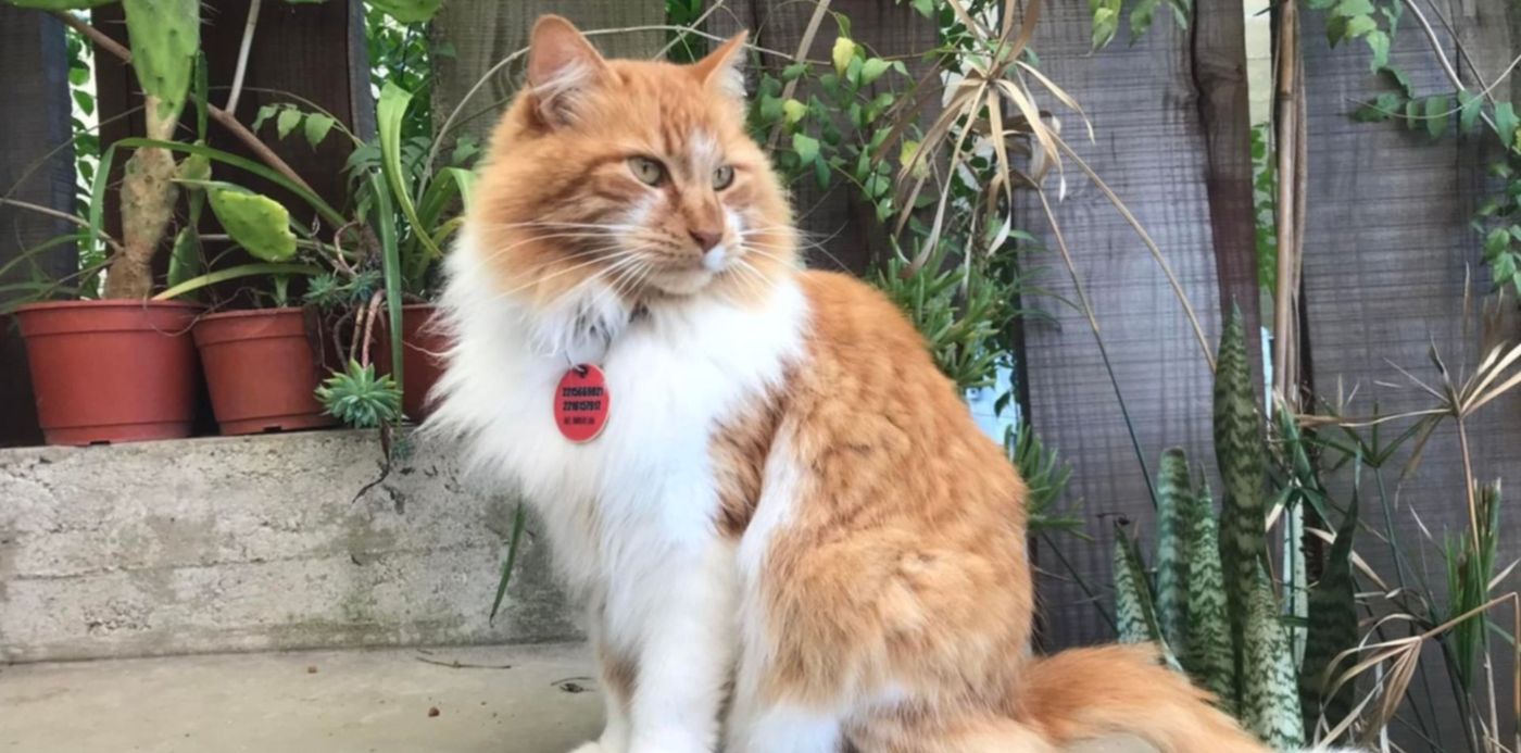 1644089331178.jpg?x=11&y=173&width=1478&height=738&rotate=0&scaleX=1&scaleY=1&ow=1500&oh=1125&&cw=1920&ch=950