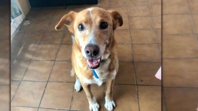 buscan por las calles de tolosa a homero, un perro que lleva dos semanas perdido