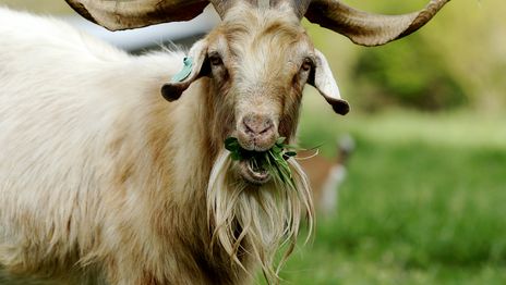 La UNLP desarrolla alimentos para ganado a partir de residuos agroindustriales La UNLP desarrolla alimentos para ganado a partir de residuos agroindustriales